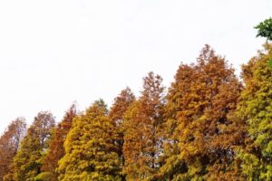 漫步麗寶落羽松大道