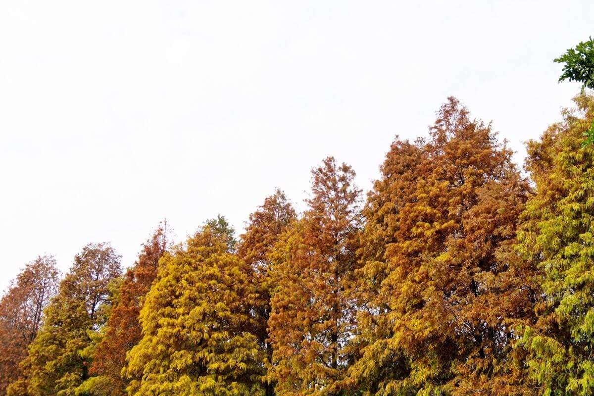 漫步麗寶落羽松大道