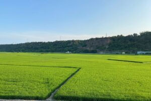 忘憂谷綠色梯田