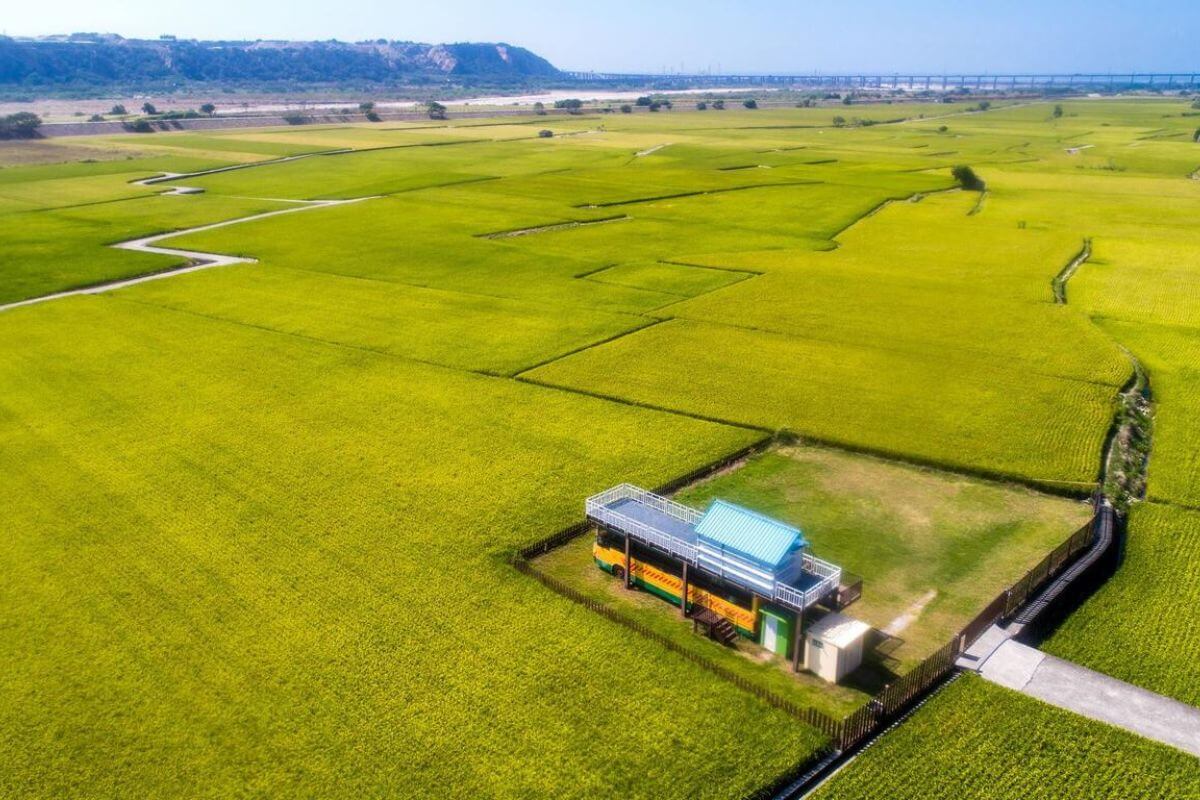 外埔忘憂谷金黃稻浪