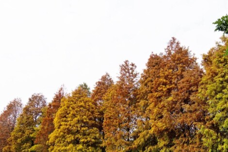 漫步麗寶落羽松大道